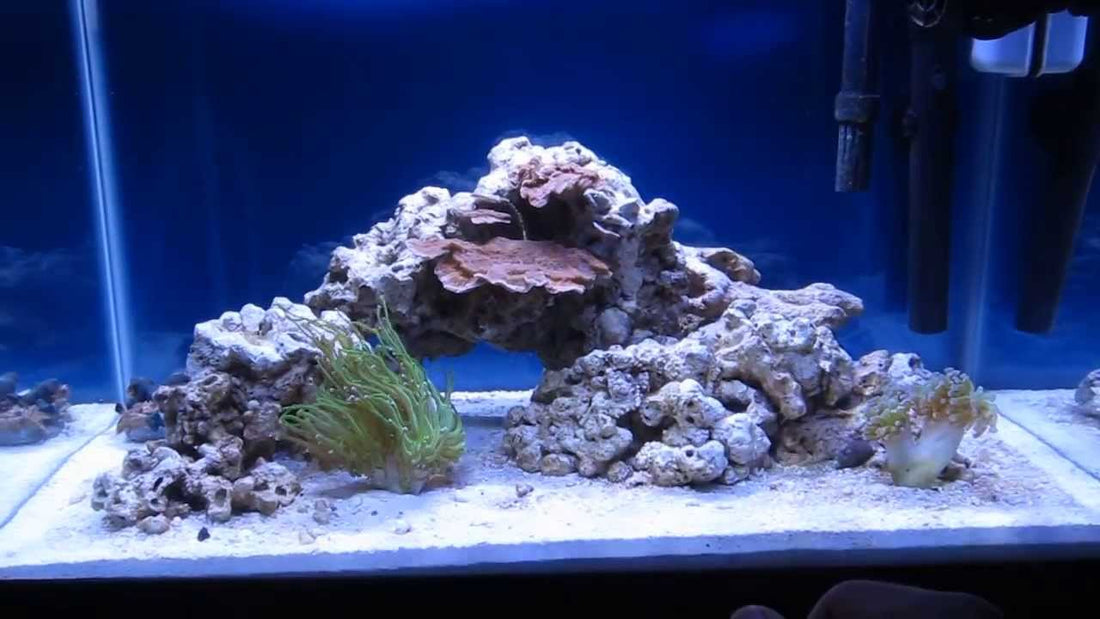 Hoe richt je een zeewateraquarium in? Complete gids voor beginners en hobbyisten