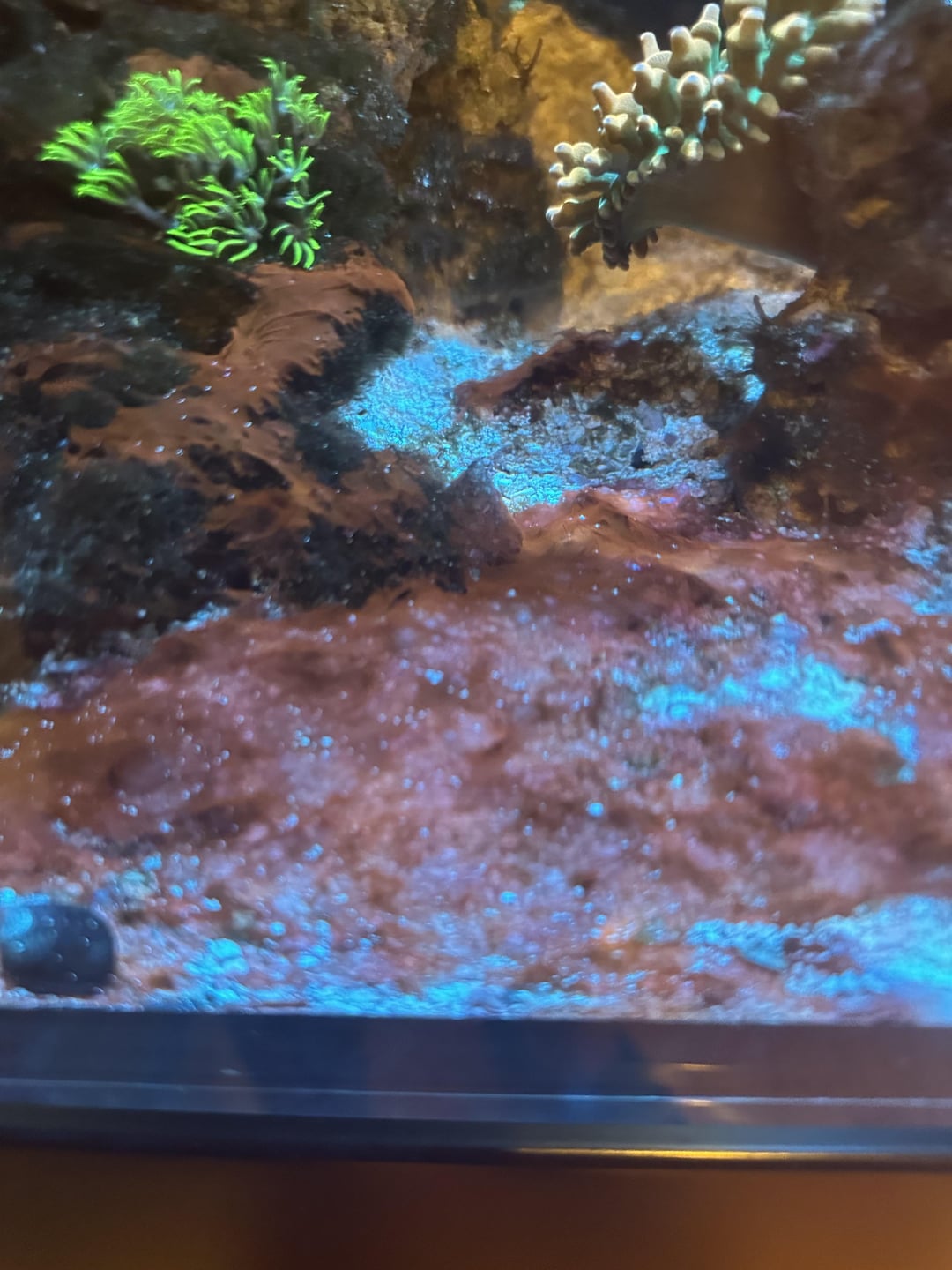 Rode flap in je aquarium? Niet elke cyanobacterie is slecht – ontdek waarom Synechococcus wél werkt