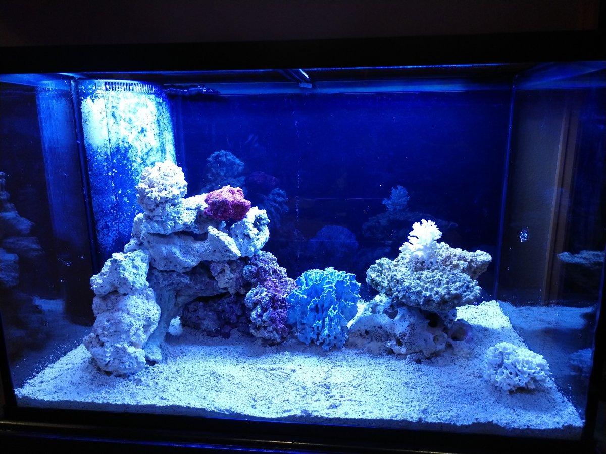 Wanneer voeg je de eerste schoonmaakploeg toe? – Zeewateraquarium opstart gids