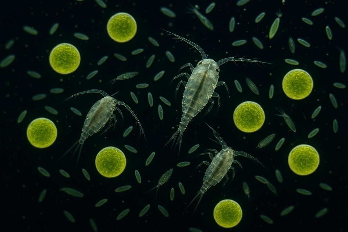 Nannochloropsis salina – levend plankton voor gezond rif en lagere nutriënten ReefBucket