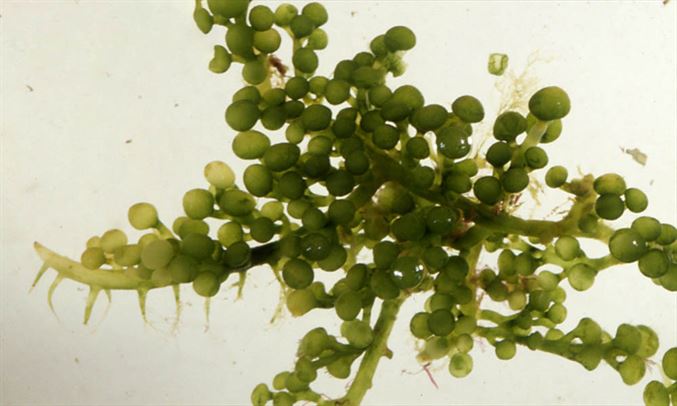 Caulerpa Racemosa – Groene Druifmacro-alg voor Refugium & Nitraatverlaging (Levend) ReefBucket