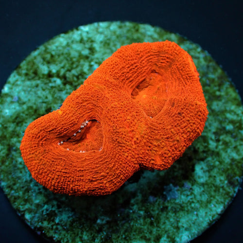 Acanthastrea bowerbanki Ultra – kopen voor je rif aquarium ReefBucket