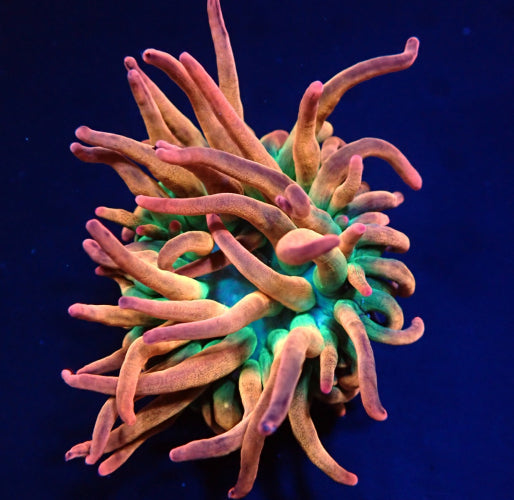 Entacmaea quadricolor (Sunburst-Rainbow anemoon) ReefBucket