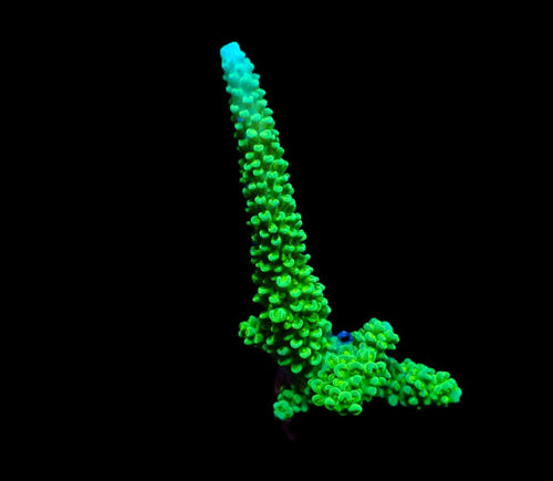 Acropora formosa Blue Tip – Frag kopen voor SPS reef aquaria ReefBucket