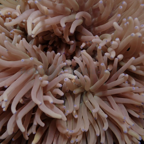 eteractis crispa (Cream) ReefBucket