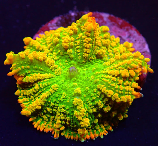 Tequila Sunrise Rhodactis – Zeldzaam Soft Coral voor Zeewateraquarium (1 Poliep) ReefBucket